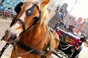 paard en wagen op de grote markt in groningen