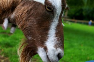 geit in kinderboerderij Beestenborg in groningen