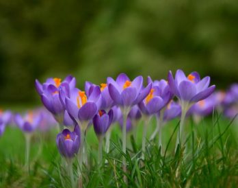 De week waarin de lente begon
