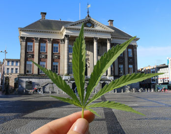 Groningen overweegt legaal gekweekte wiet